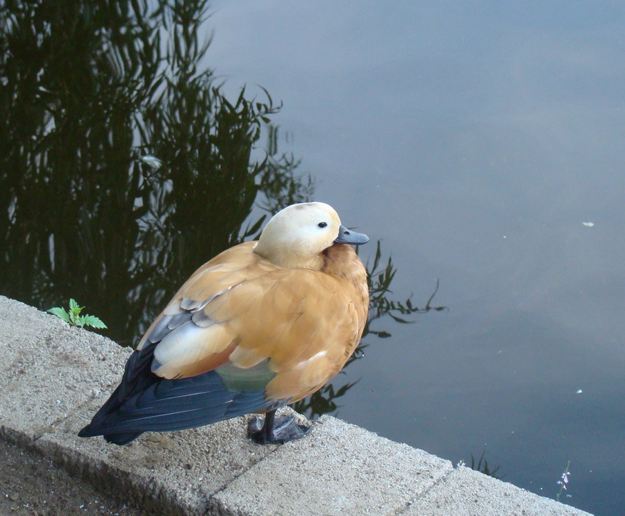 Anatidae da identificare [Casarca femmina]